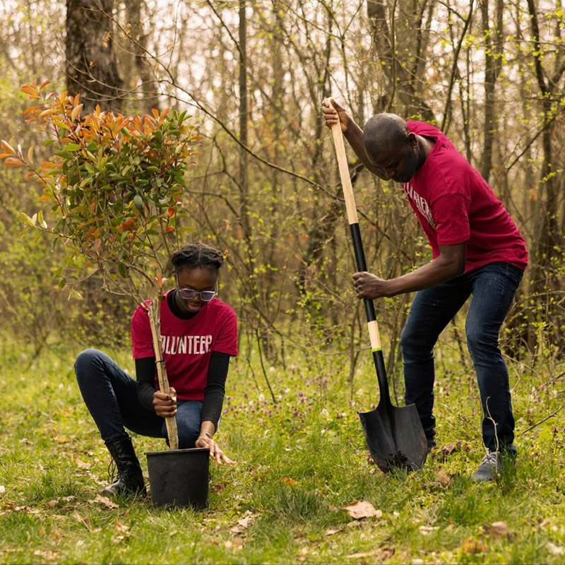 Volunteer Planting Trees